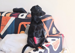 MS hospitalizacija emocije dijagnoza